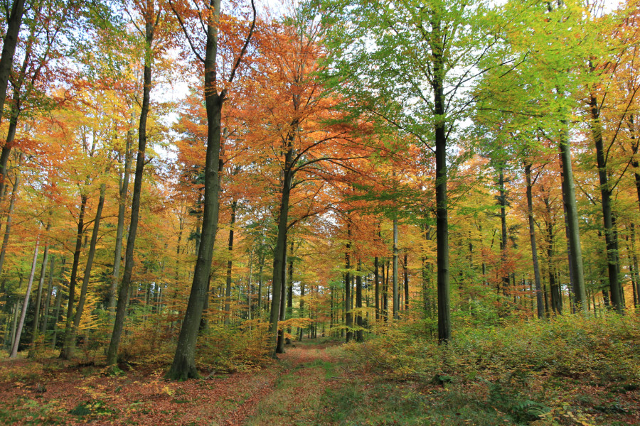 forêt en automne©ostbelgien.eu